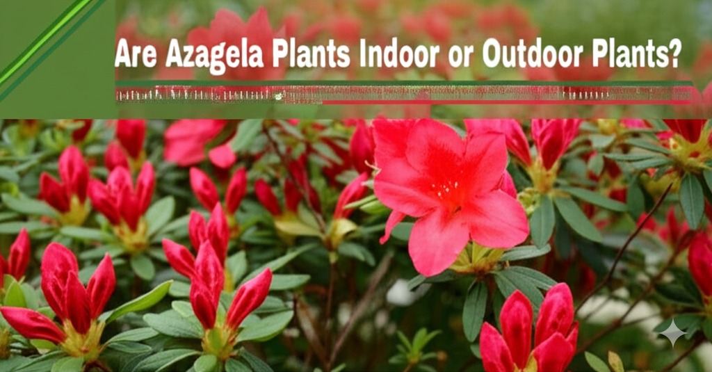 are azalea plants indoor or outdoor plants