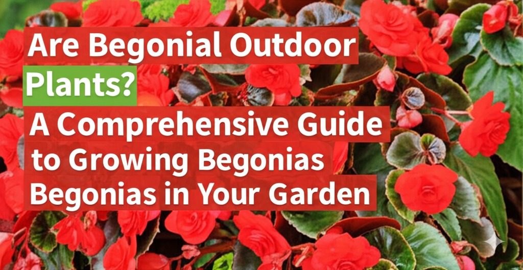 are begonias outdoor plants