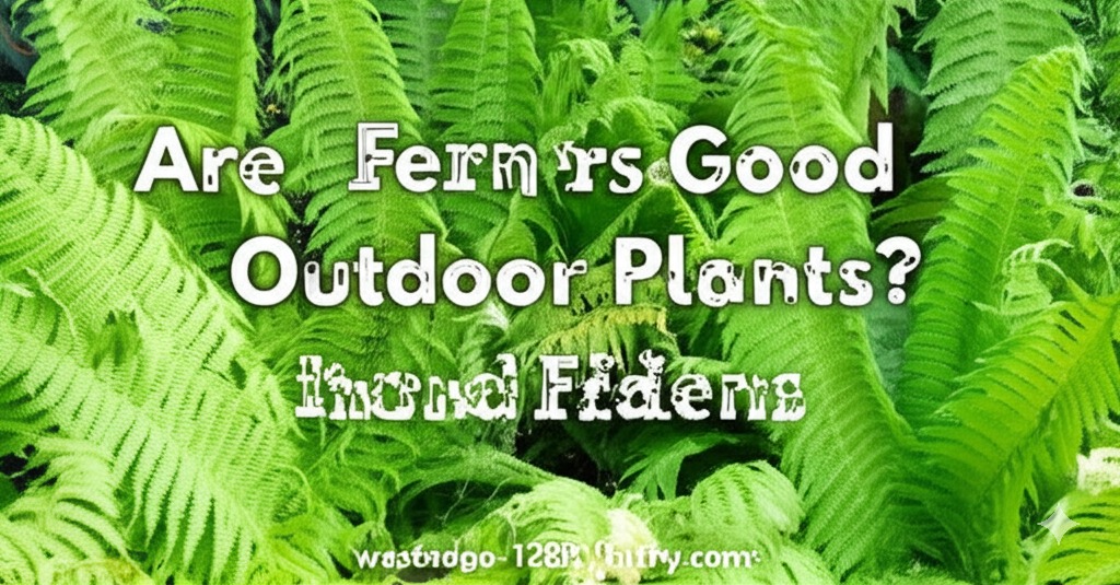 are ferns good outdoor plants