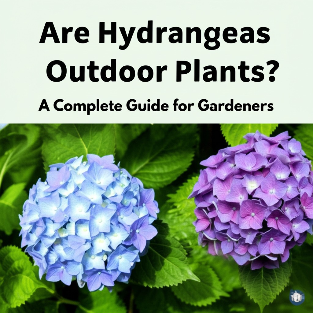 are hydrangeas outdoor plants