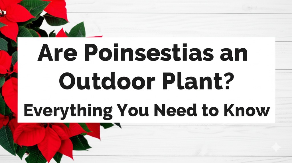 are poinsettias an outdoor plant
