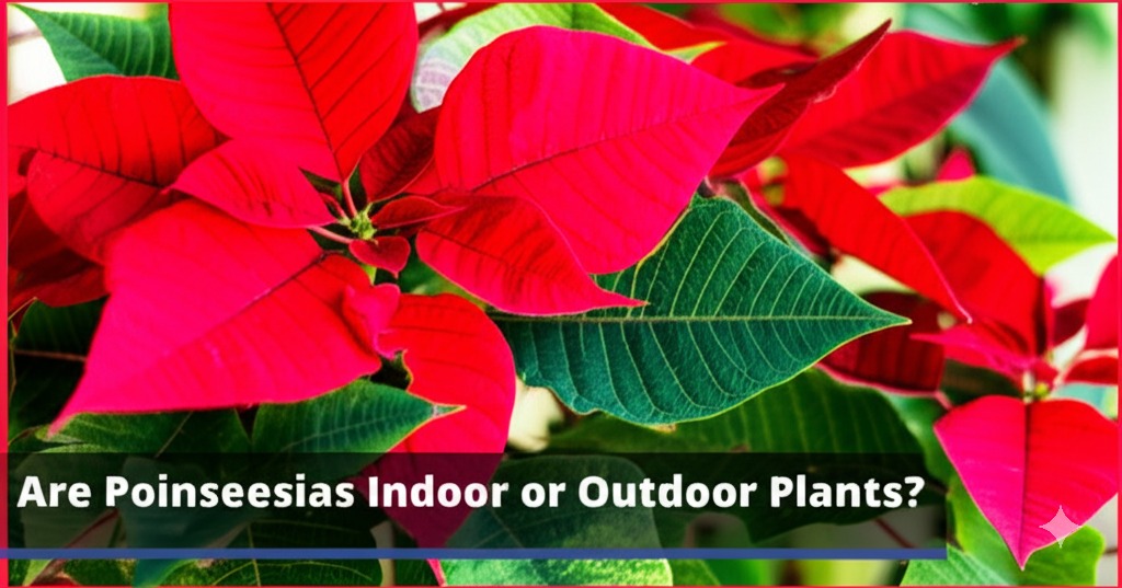 are poinsettias indoor or outdoor