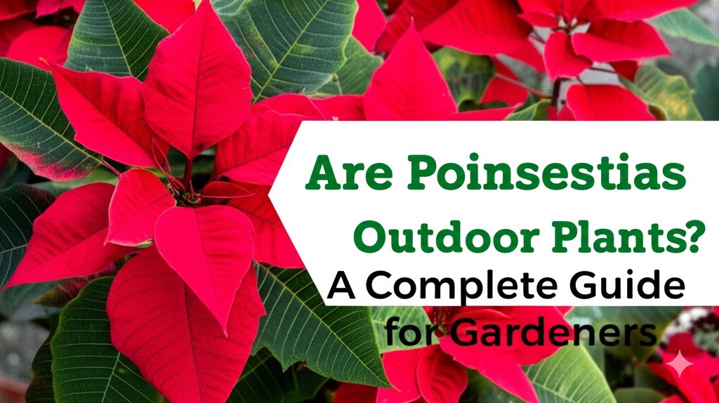 are poinsettias outdoor plants