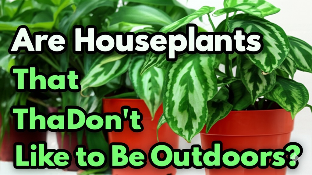 are there houseplants that don't like to be outdoors