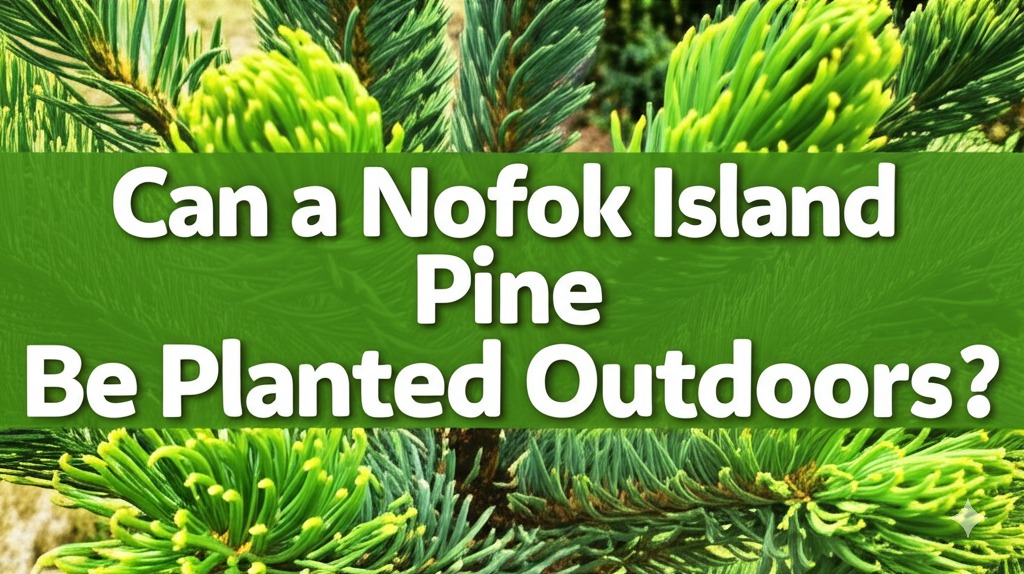 can a norfolk island pine be planted outdoors